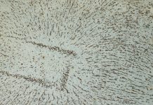 Campo y materia Campo y Materia