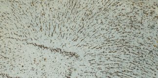 Campo y materia Campo y Materia