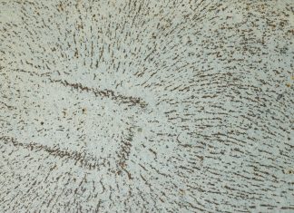 Campo y materia Campo y Materia