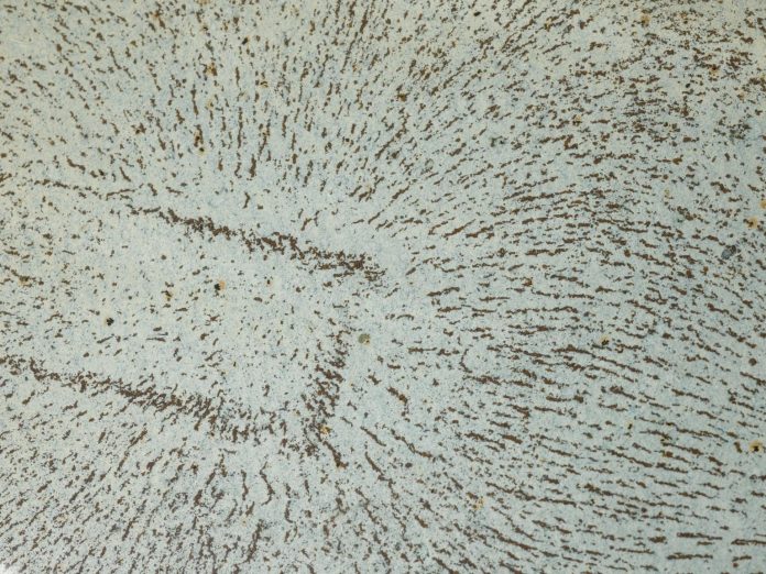 Campo y Materia Campo y Materia